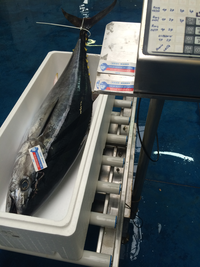 Thon pr&eacute;sent&eacute;